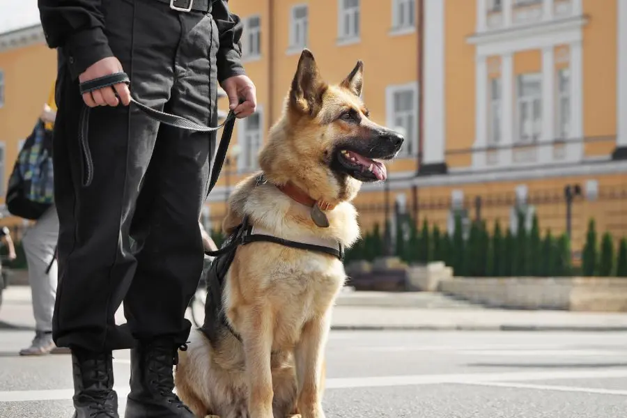 Police Dog Bite Lawsuit in California | Justin Palmer Law